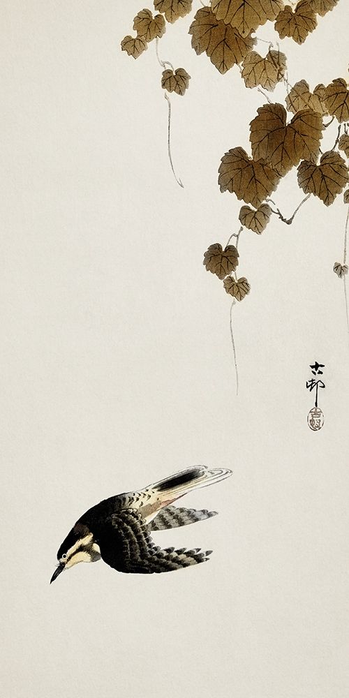 Bird in downward flight