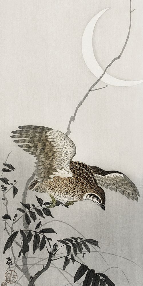 Quail at moon sickleÂ