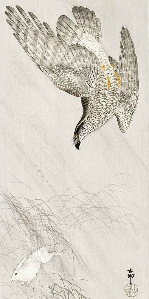 Hawk hunting a hare