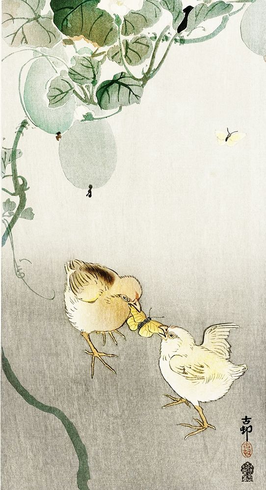 Two chicks fighting for a butterfly