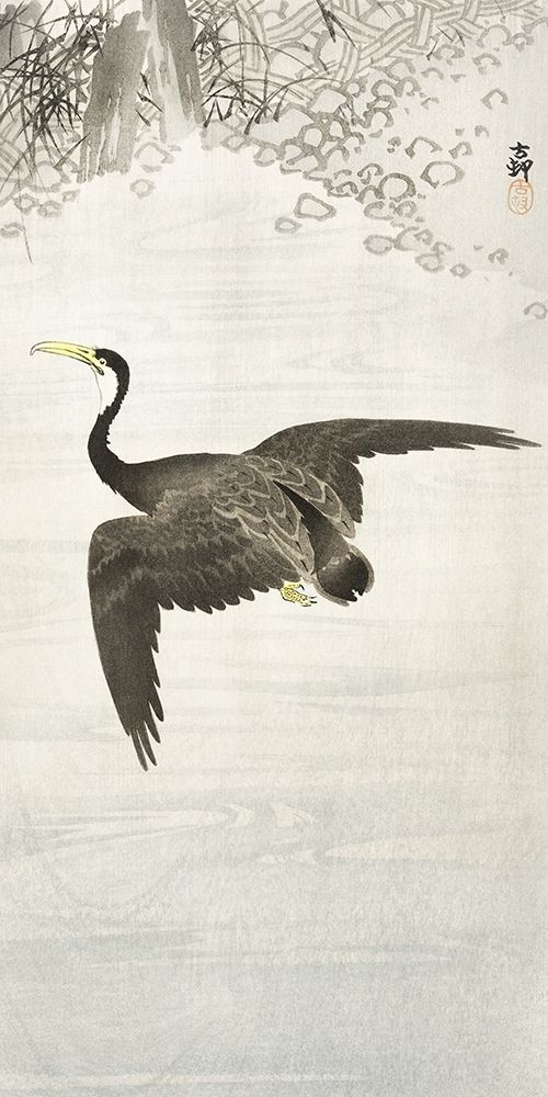 Cormorant in flight
