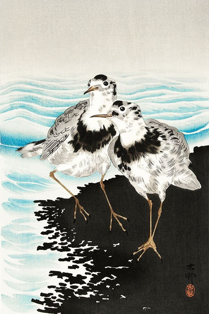 Large coot sandpipers