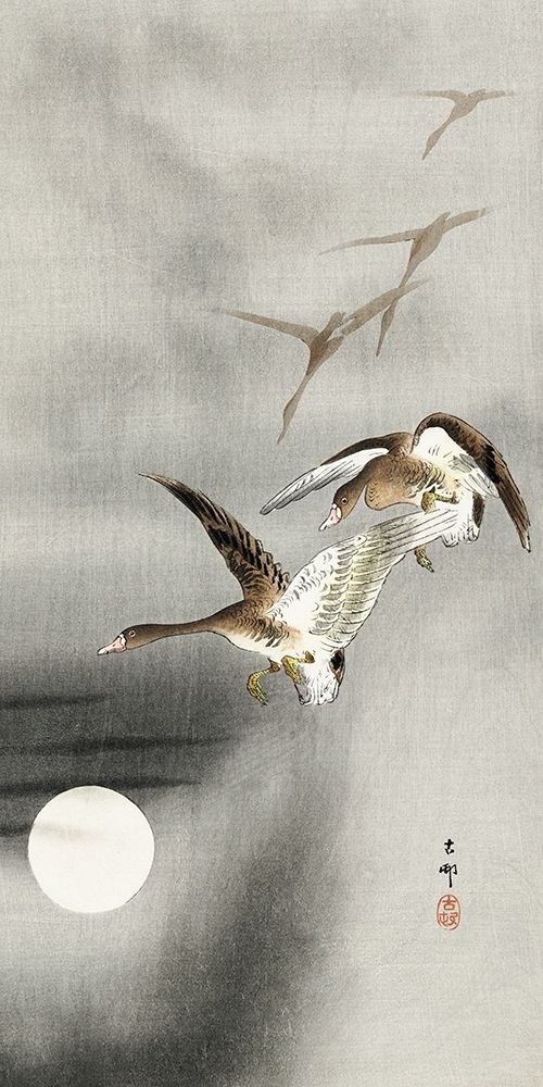 Geese in flight