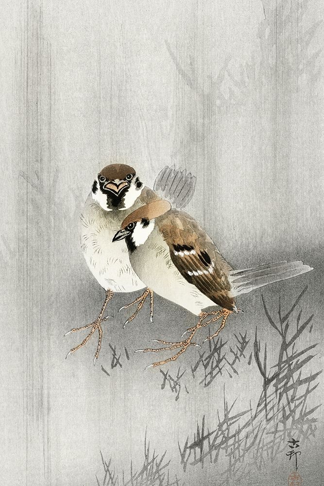 Two ring sparrows in the rain
