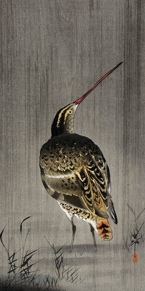 Snipe in the rain