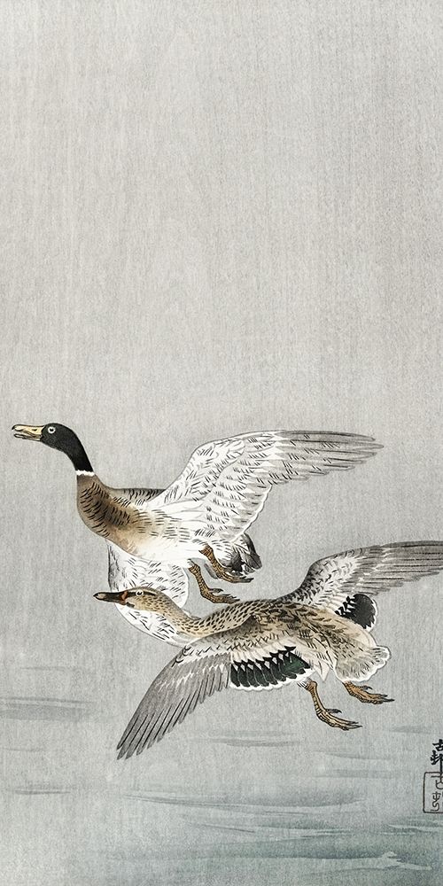 Couple of ducks