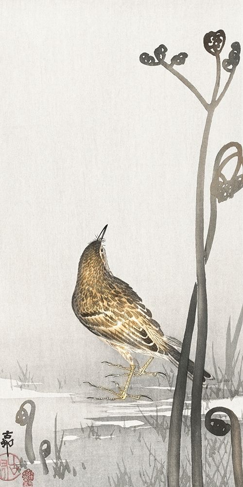 Pipit on a waterfront