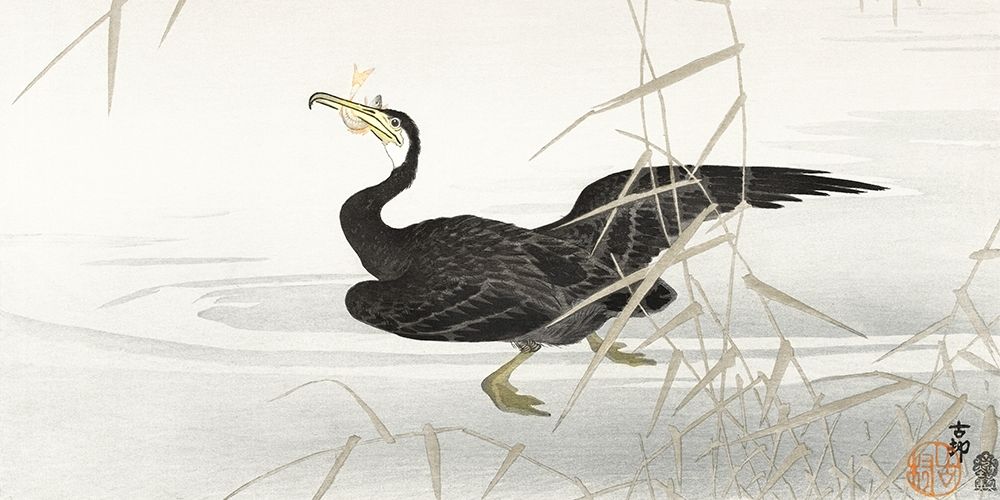 Japanese cormorant catching fish