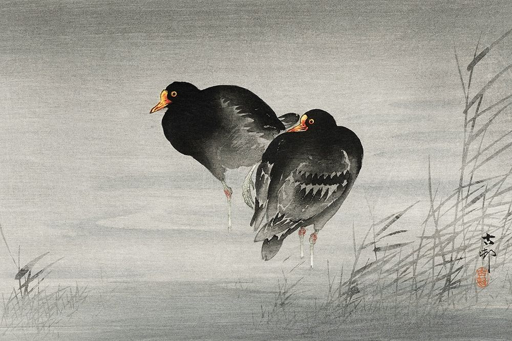 Two moorhens