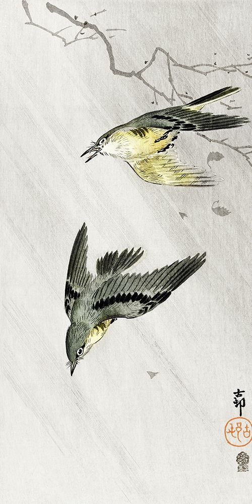 Songbirds in rain