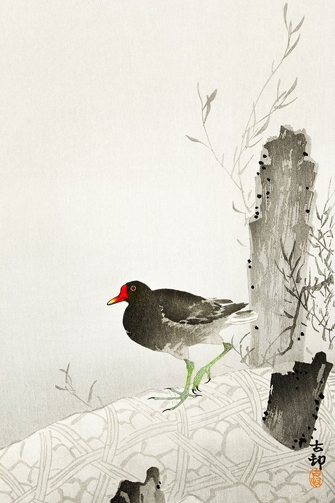 Moorhen
