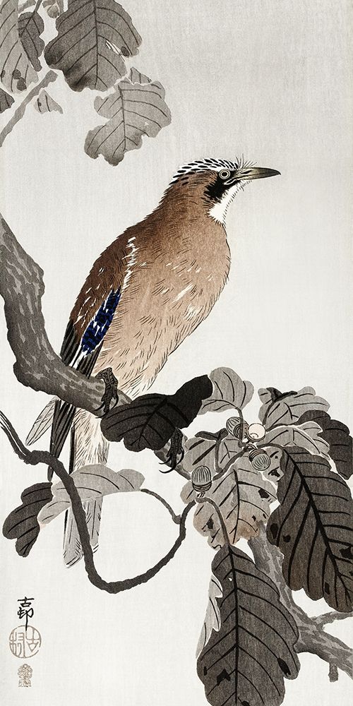 Jay on tree branch