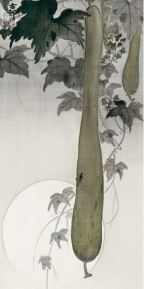 Wild cucumber and a full moonÂ