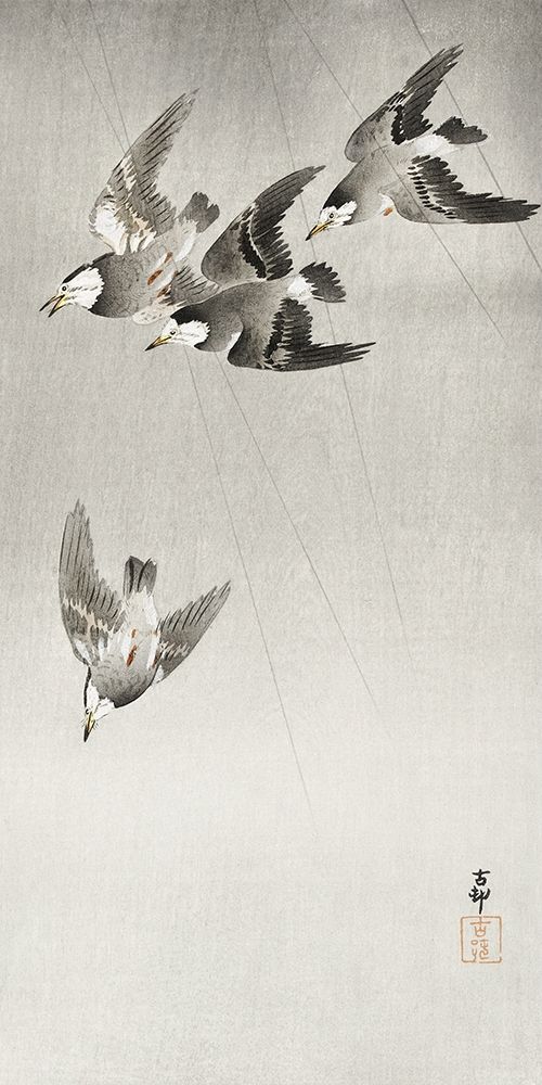 Starlings in the rain