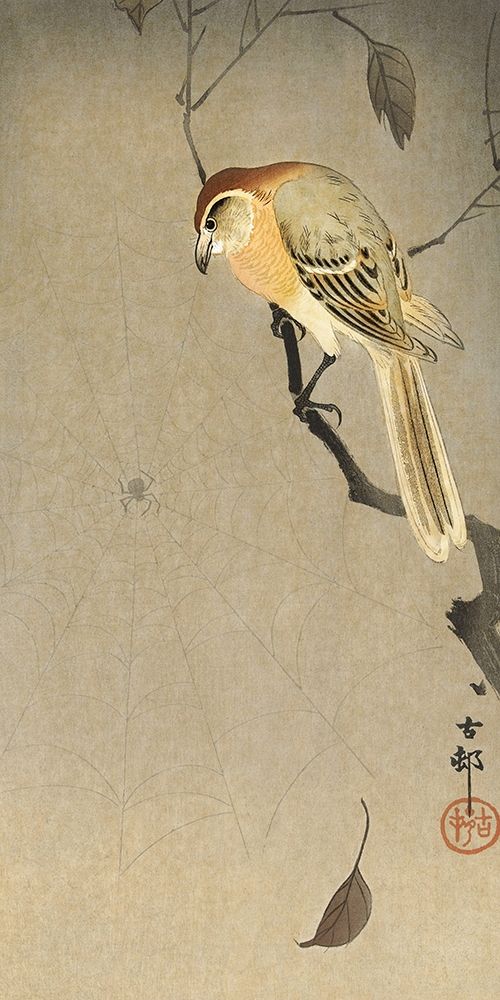 Buffalo wing shrike and spider