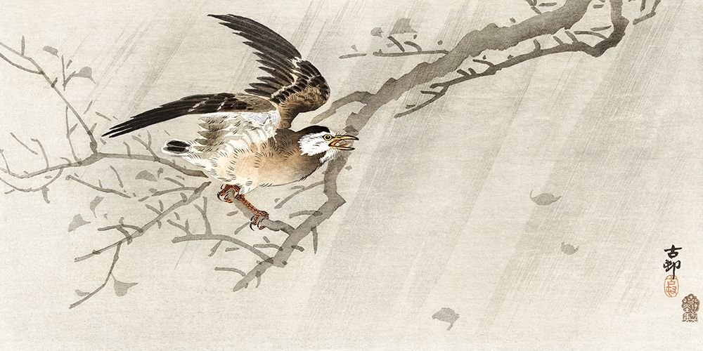 Gray starling in storm