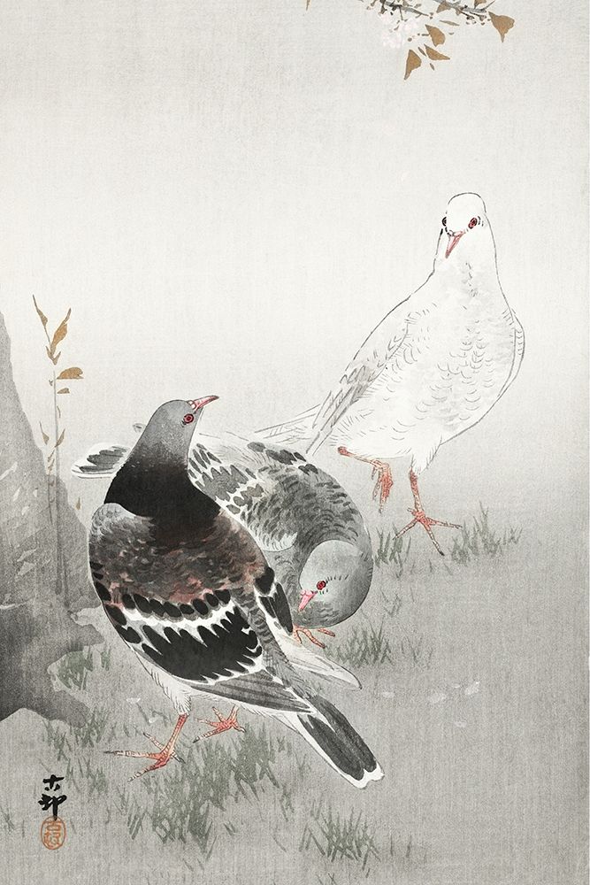Three pigeons