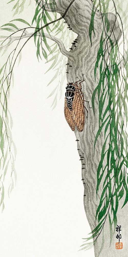 Cicada on tree