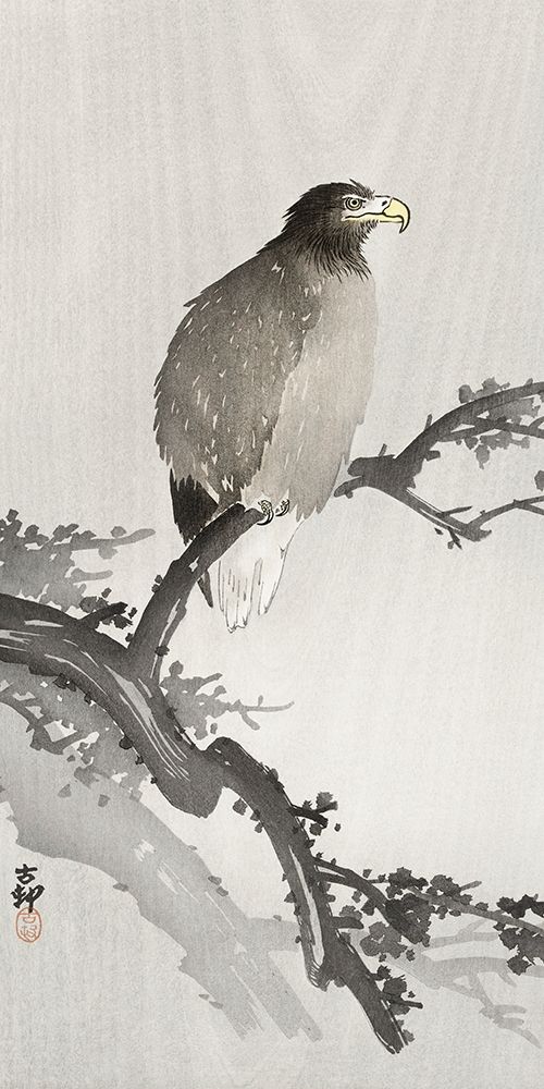 White-tailed eagle on branch