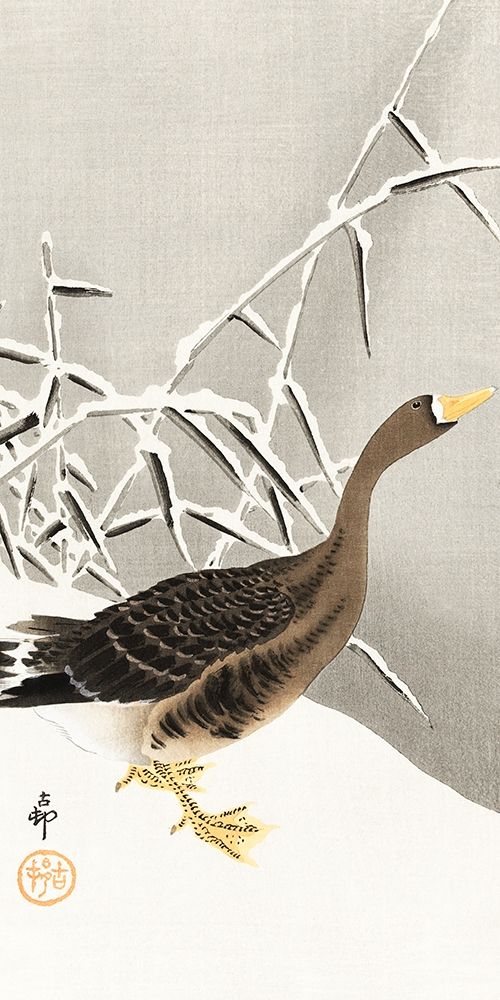 White-fronted goose in the snow