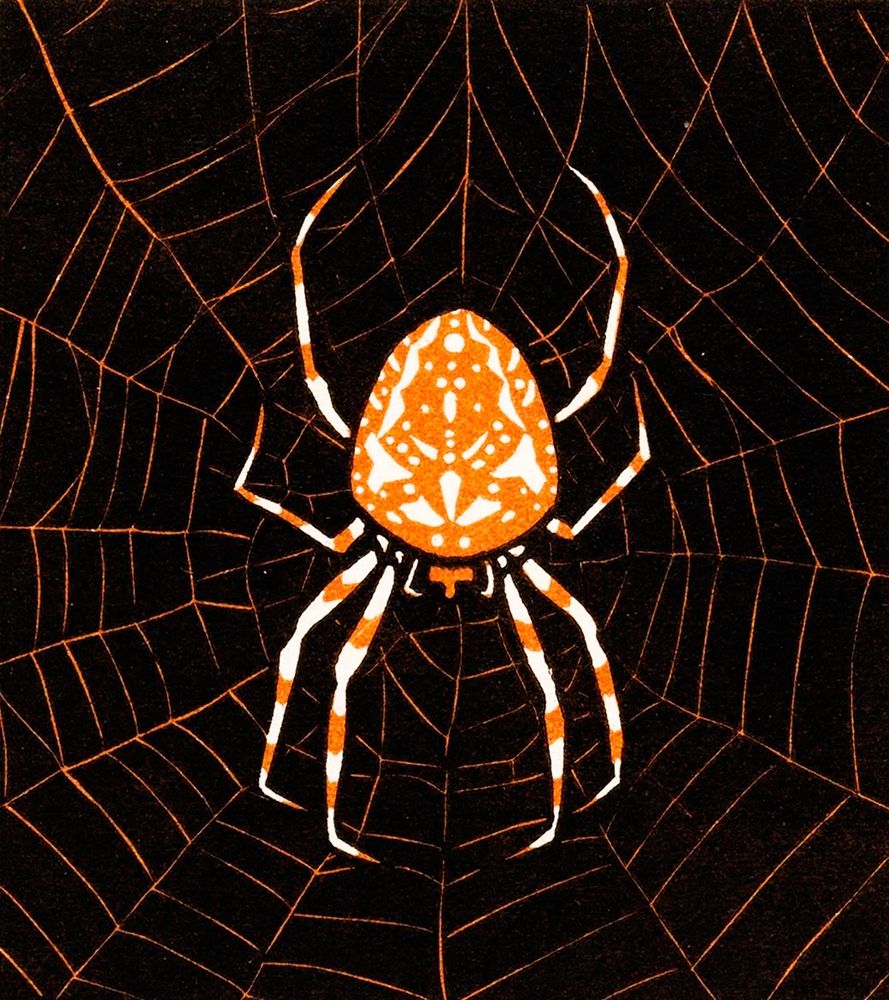 Spider in a webÂ