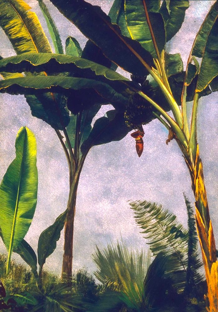Banana Trees