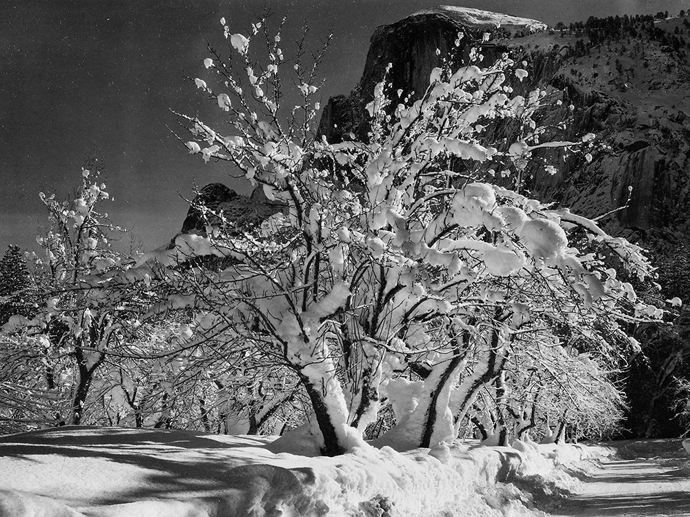 Half Dome-Apple Orchard-Yosemite-California