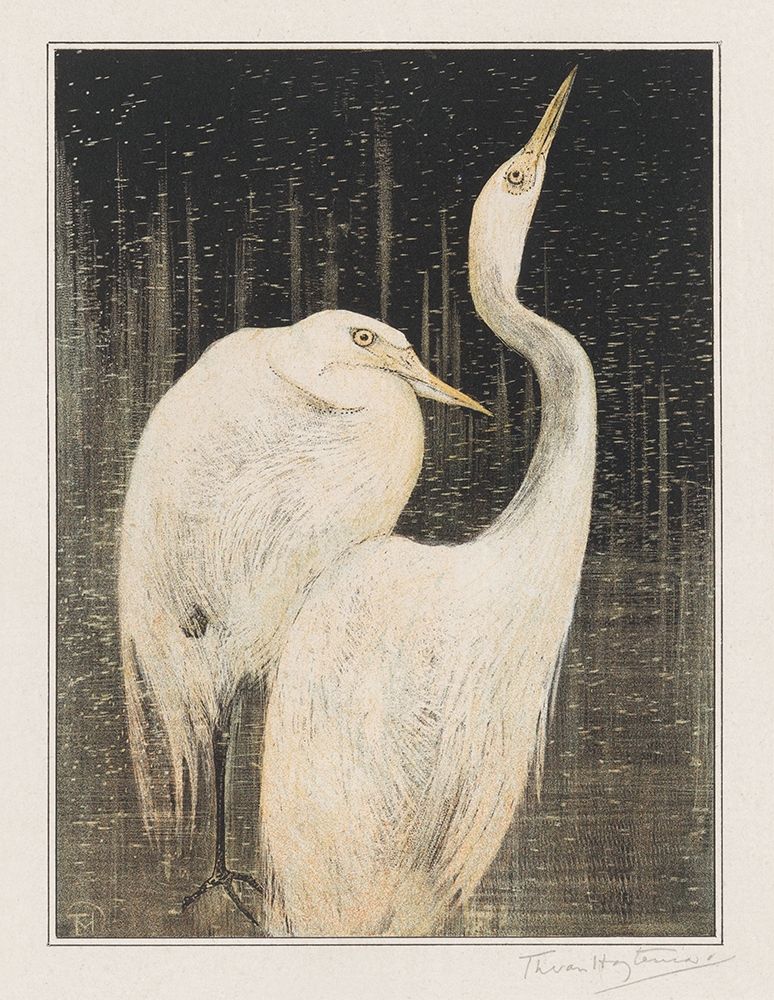 Two egrets