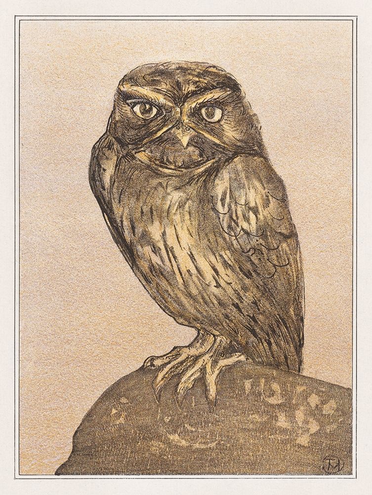 Little owl on rock
