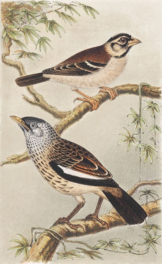 Two birds on branches
