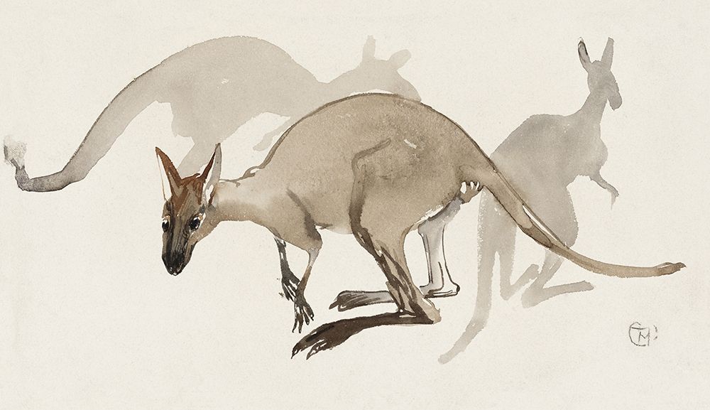 Kangaroos