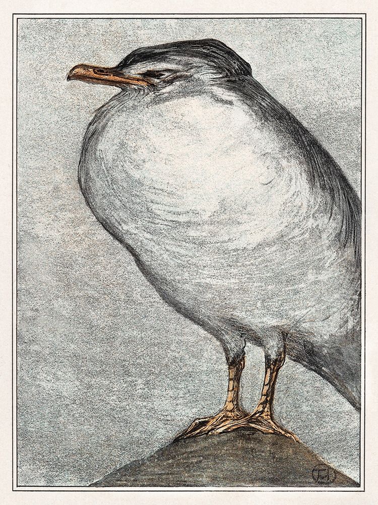 Herring Gull