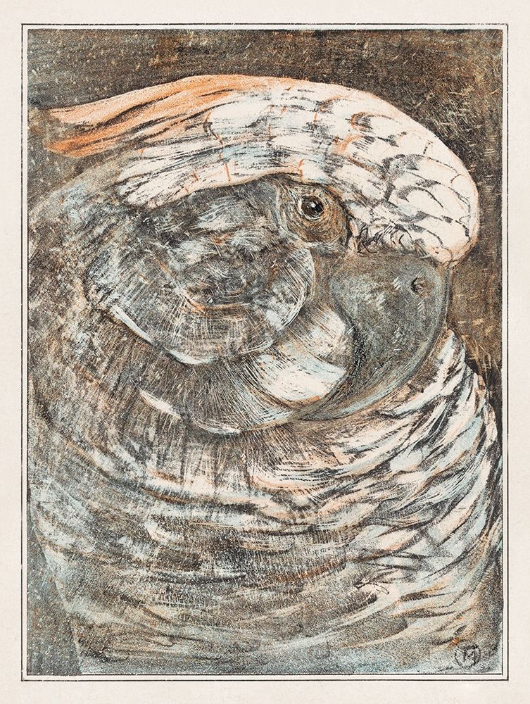 Head of a parrot