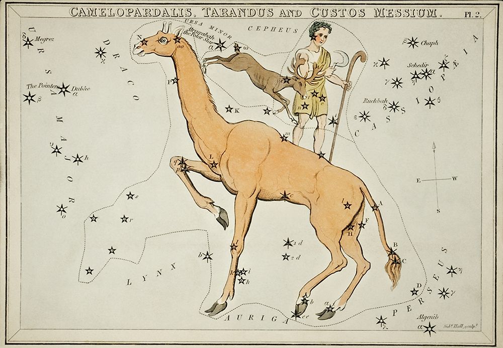 Astronomical chart illustration of the Camelopardalis-Tarandus and the Custos Messium