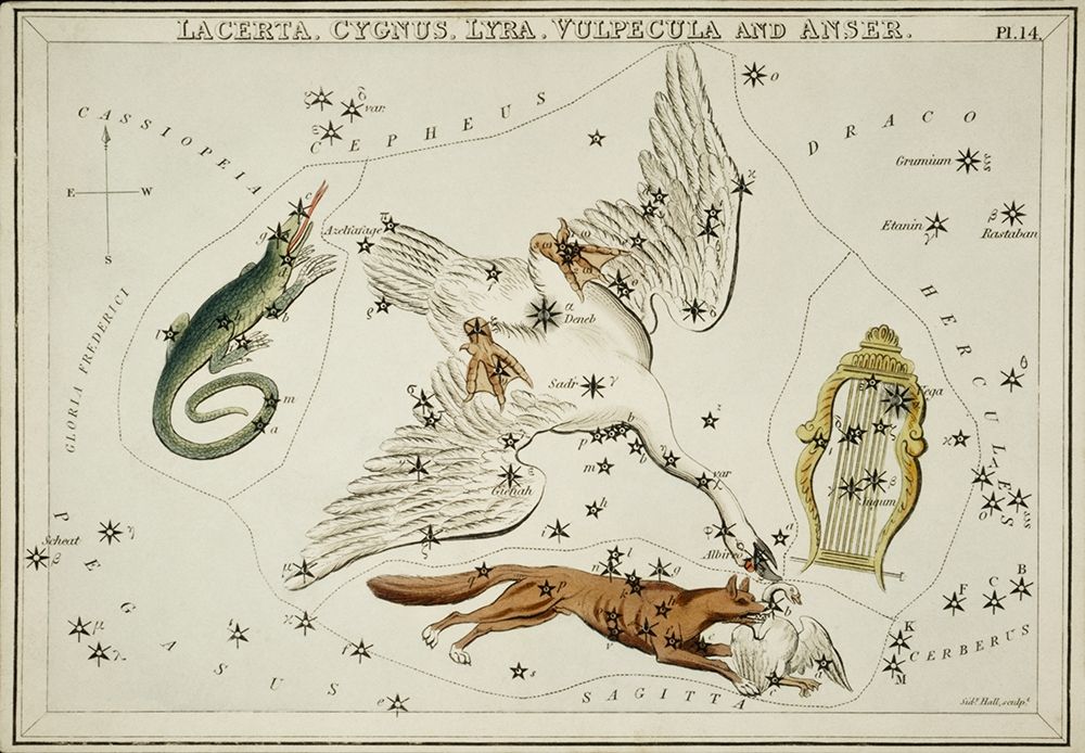 Astronomical chart illustration of the Lacerta-Cygnus-Lyra-Vulpecula and the Anser