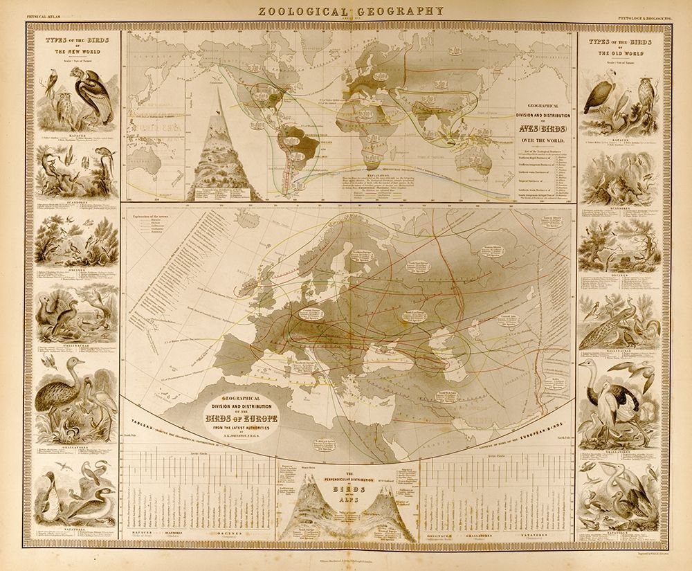 Zoological Geography Birds of the World