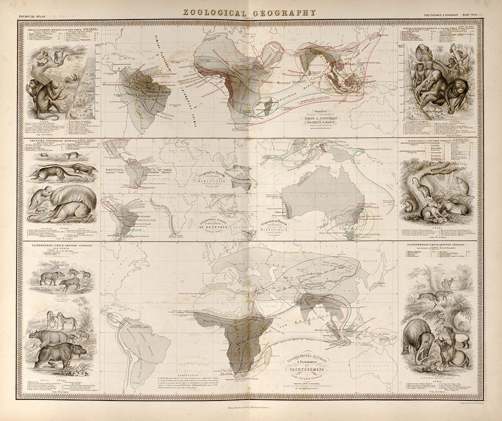 Zoological Geography Birds of the World Primates Pachydrms Marsupials