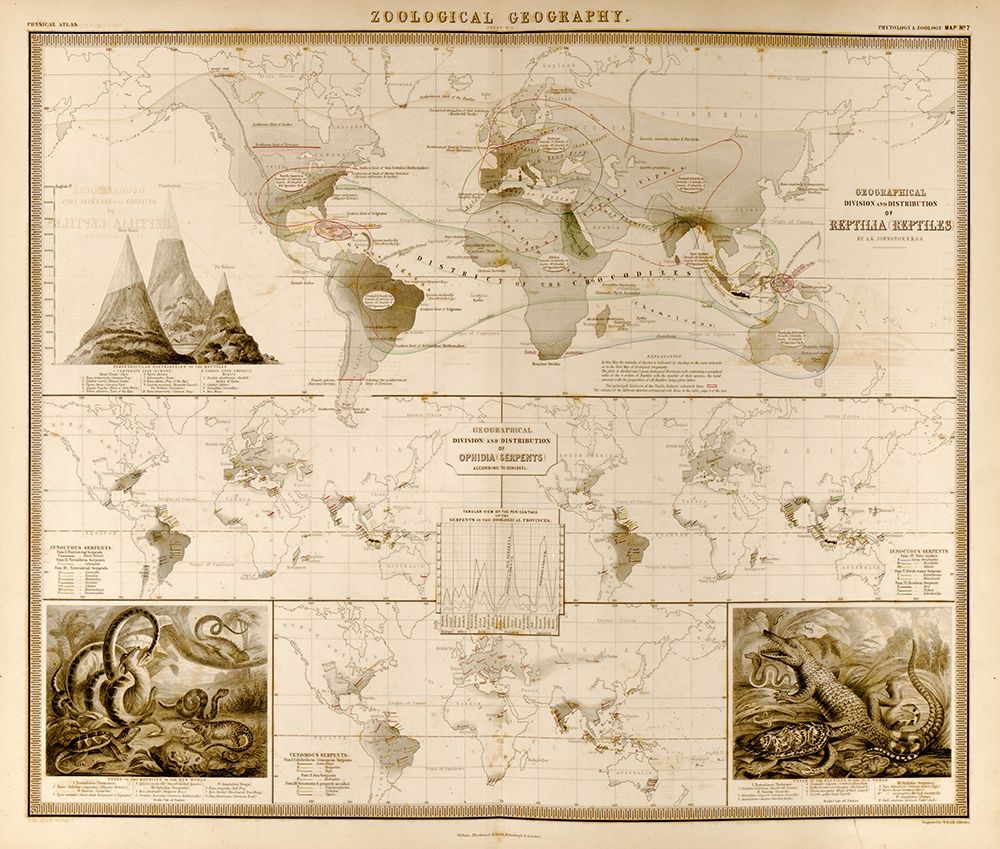 Reptiles Serpents Ophidia of the World