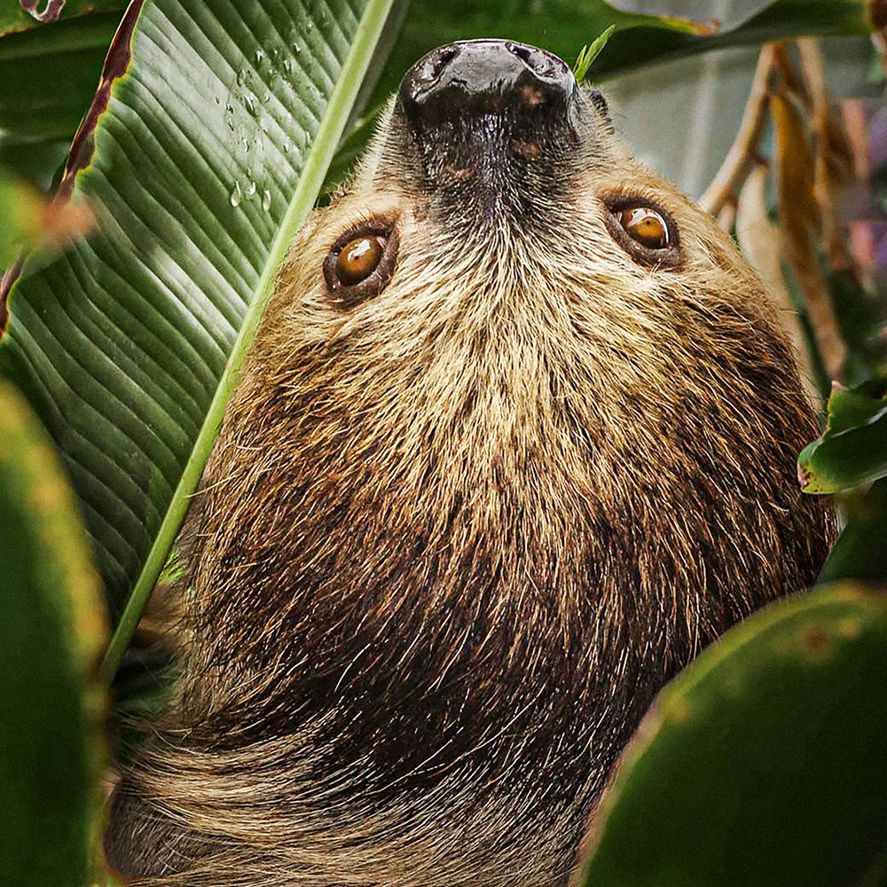 Two-toed Sloth