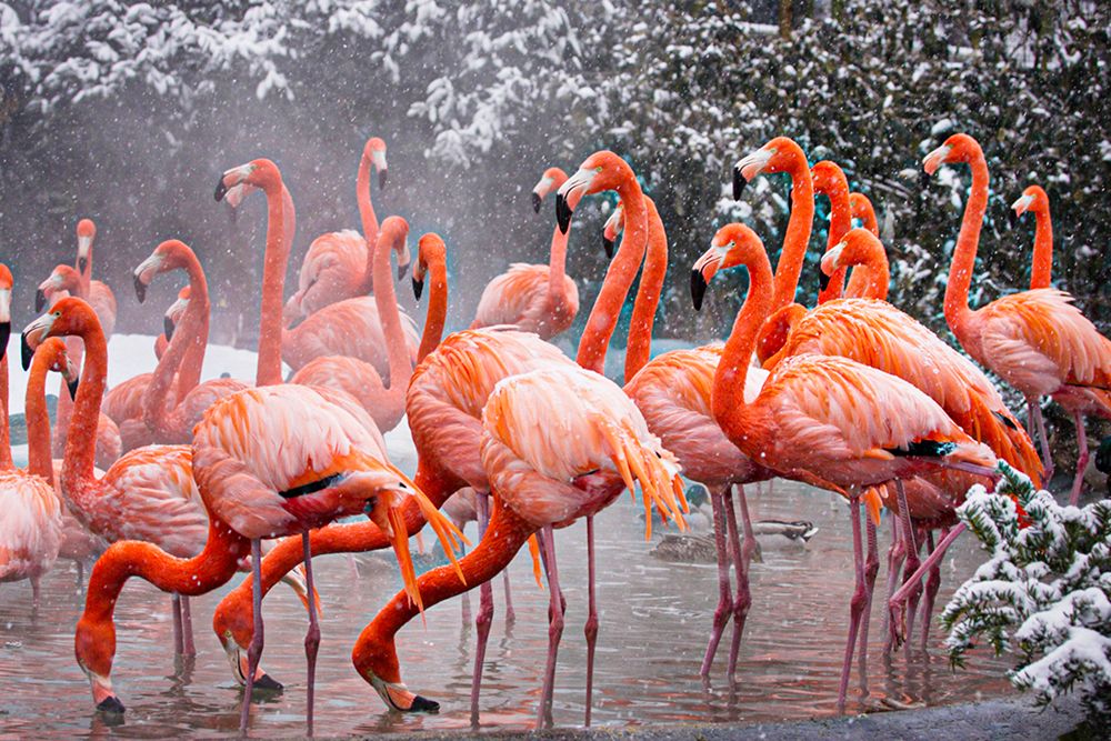 American Flamingo