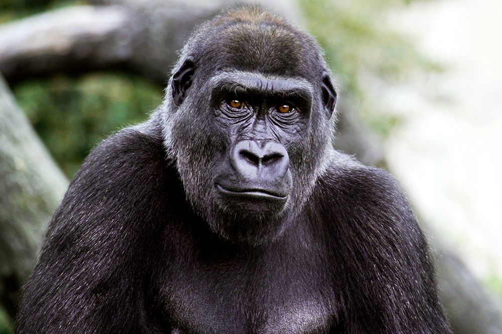 Lowland Gorilla