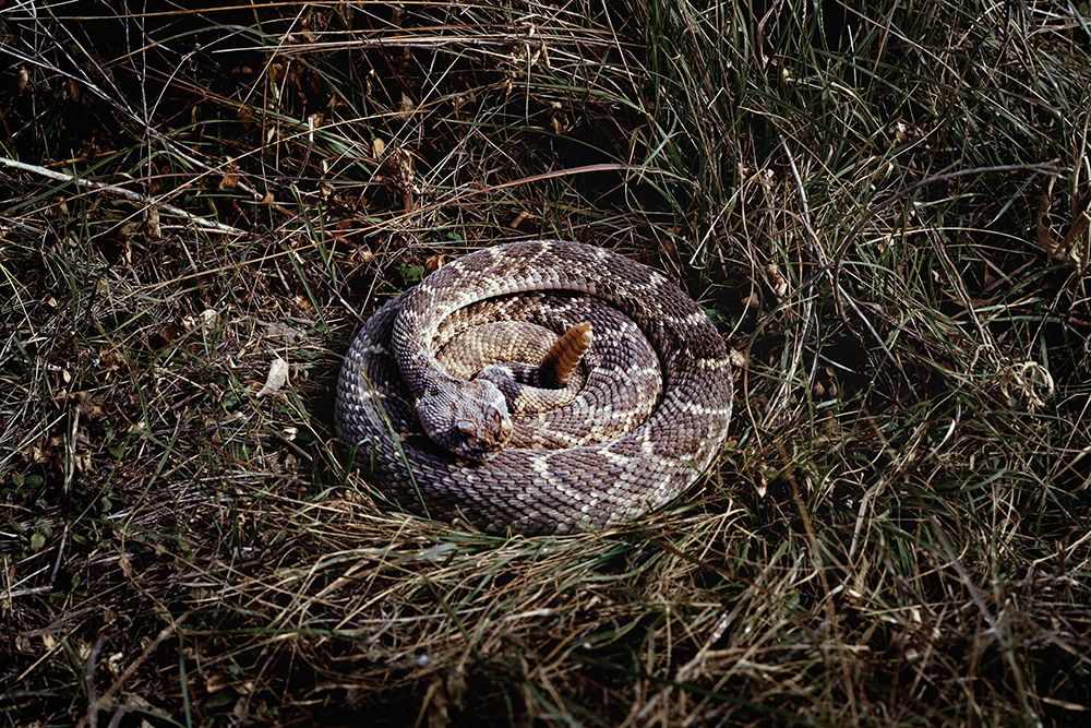 Rattlesnake in Brush