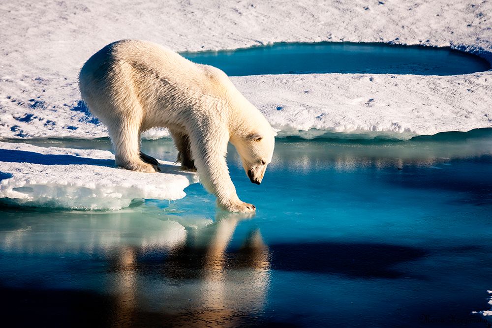 Polar Bear