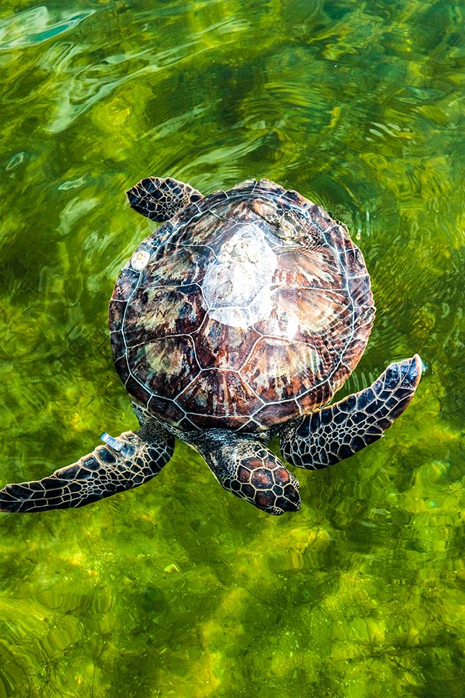 Green Sea Turtle