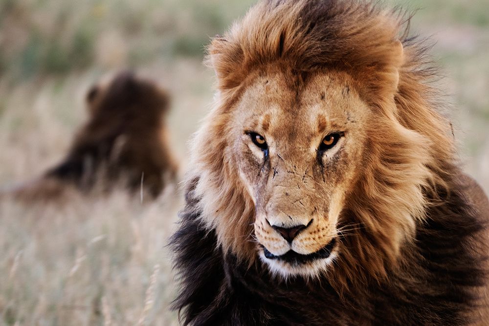Lions in the Grass