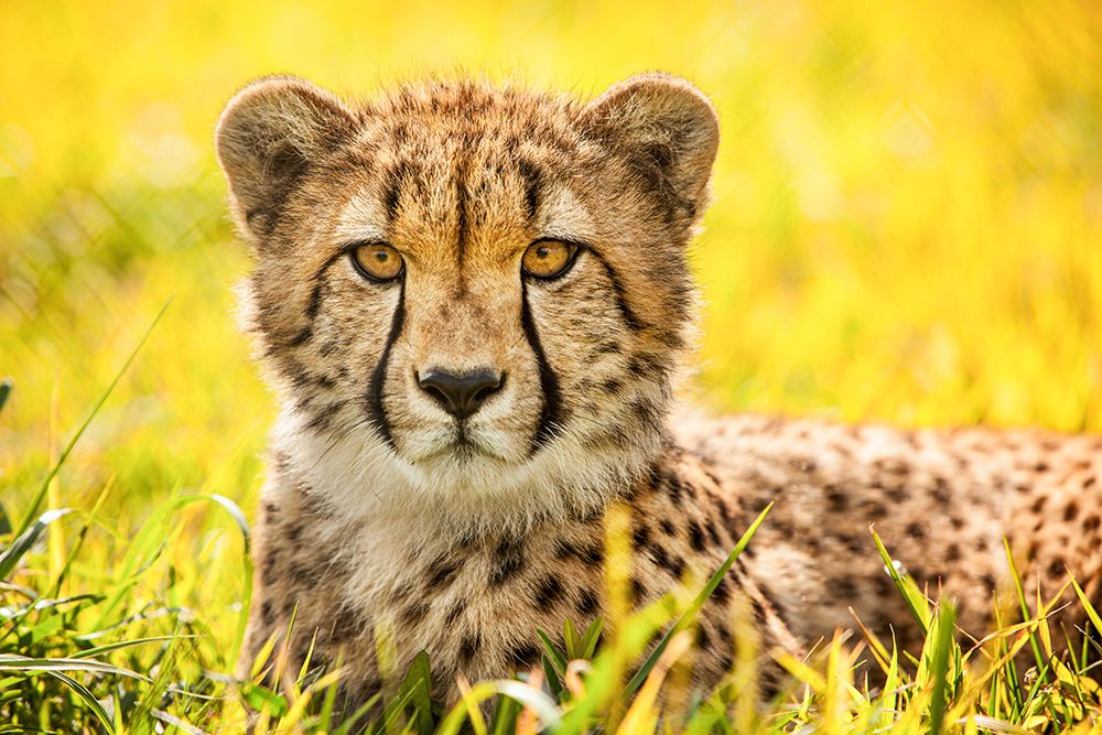 Cheetah