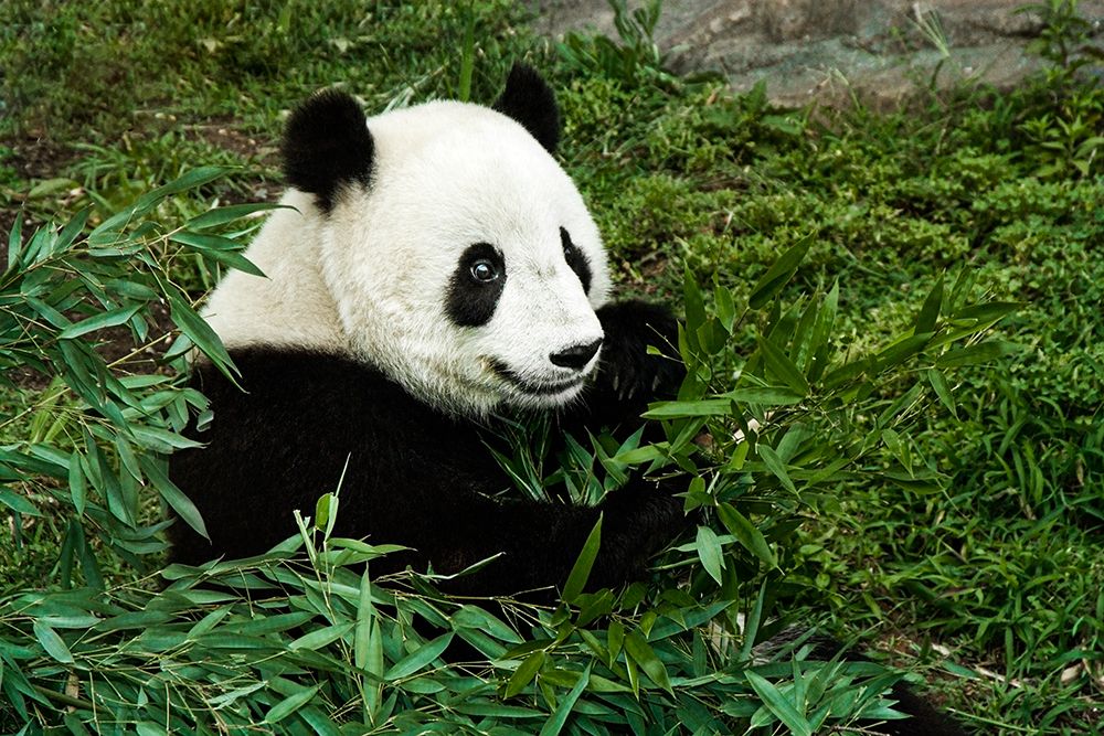 Giant Panda