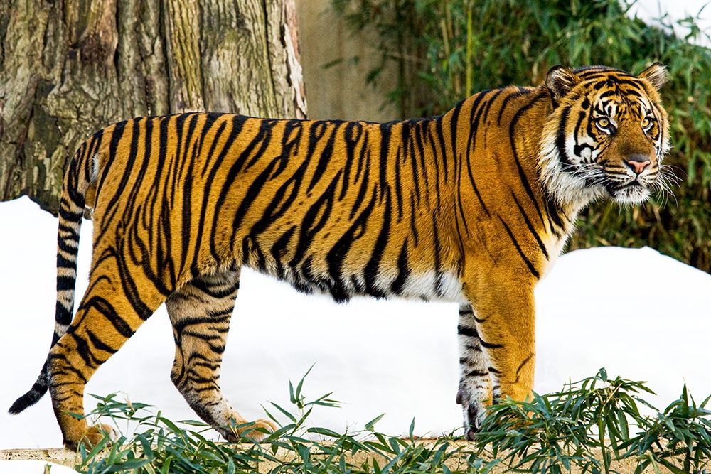 Sumatran Tiger