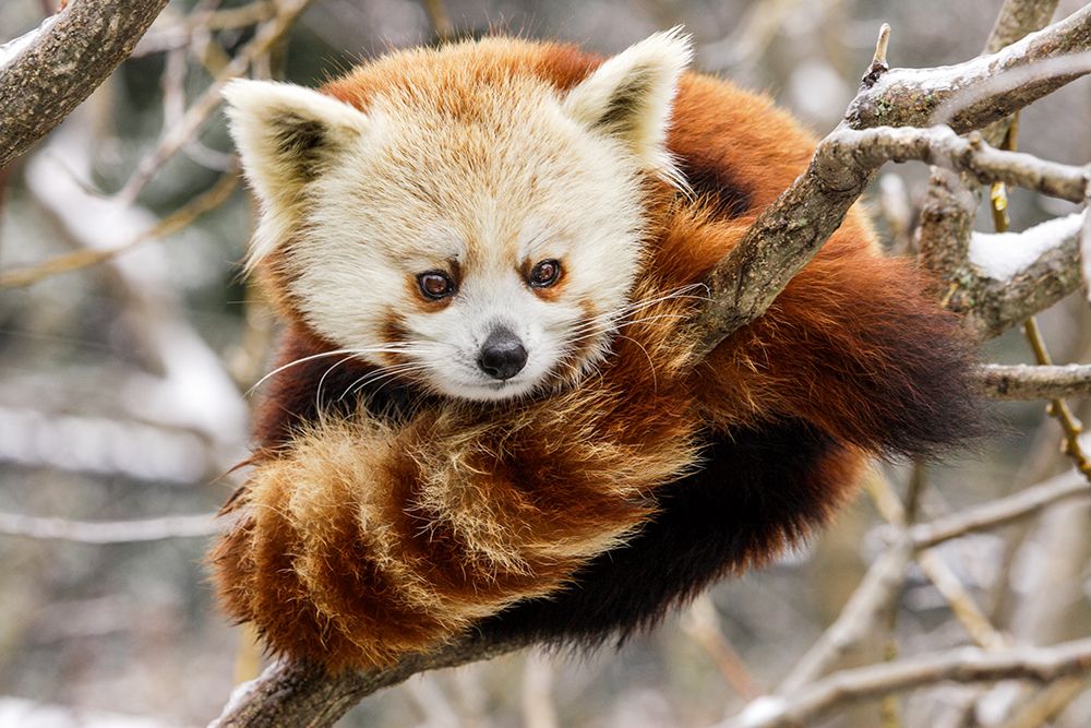 Red Panda
