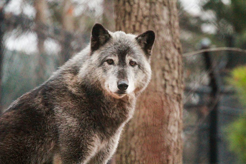 Gray Wolf
